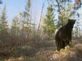 Mutual of Omaha’s Wild Kingdom: Black Bears