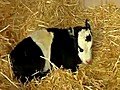 9RAW: Rare panda cow born on US farm
