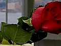How to condition cut roses