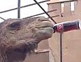 Camel Drinks a Coke