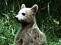 Bear Cub Lives With Family