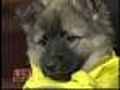Friday Puppy: Maura