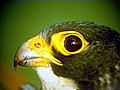 The View Over Time and Space: Three Decades of Endangered Peregrine Falcon Researc