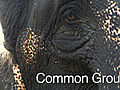 Common Ground- Human Elephant Conflict in Sri Lanka               // video added December 15,  2009            // 0 comments             //                             // Embed video: