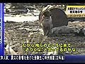 Sad Dogs after Earthquake Tsunami in Japan