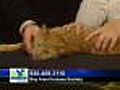 'Jacob' - Male Tiger Cat - #A03749936