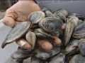 Dilemma for Mass. clam diggers