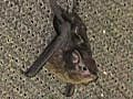 Video - Babbling Baby Bats