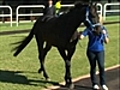 Boss hoping to test Black Caviar