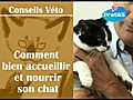 Comment bien accueillir et nourrir son chat