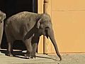 Asian Elephants Arrive at New Home