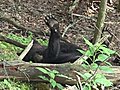 Cades Cove Tennessee