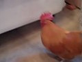 Potty Trained Rooster