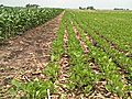 Corn,  soybeans advancing rapidly in central Illinois