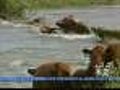 Video: Cows Rescue Calf In Rushing Water
