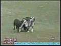 gracioso video de animales chistosos