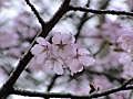紅山桜「大山桜」が咲きました&#12290;Japanese cherry tree