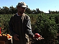 Tomato Farmer