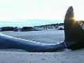 Whales die in mass stranding