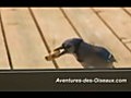 The Adventures Of The Blue Jay 