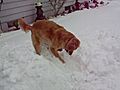 SNOW + TENNIS BALLS = FUN!!!!