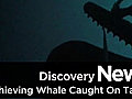 News: Thieving Whale Caught On Tape!