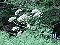 State Official Talks About Giant Hogweed