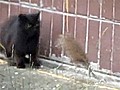 Giant rat terrorizes alley cats in Russia