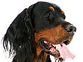 Dogs 101: Gordon Setter