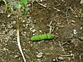 アゲハチョウの幼虫