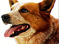 Dogs 101: Australian Cattle Dog