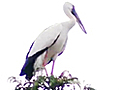 Monsoon Express: Virtual bird sanctuary in Patna
