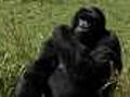 Rwanda gorilla population recovering