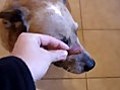 Dog Trick - Flicking Treat From Nose And Catching It.