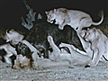 Wild - Lions&#039; Buffalo Feast