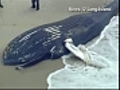 Beached whale on Jones Beach in Long Island