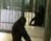 Scientists: Bonobos Like to Share