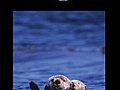 Sea Otters: Relaxing Ambient Nature Video