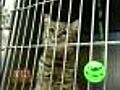 Economy Leads Many To Give Pets Away
