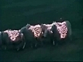 Extreme sheep LED art