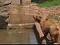 Oklahoma City Zoos OK Trails Opening