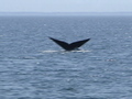 Right whale protection delayed