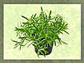 Tips for Growing Rosemary