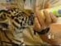 See A Rare Mix Of Sumatran & Bengal Tigers