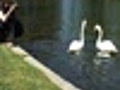 The swans are back!