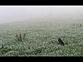 Cat Hunting For Mice In Foggy Field (Wide Screen) (2007)