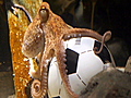 Remembering Paul the Octopus