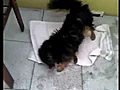 Black Dog Washing