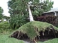 Landscaper describes Boca Raton tornado damage