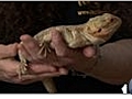 Handling a Bearded Dragon